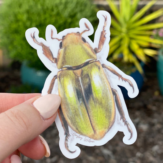 Golden Scarab Beetle Sticker