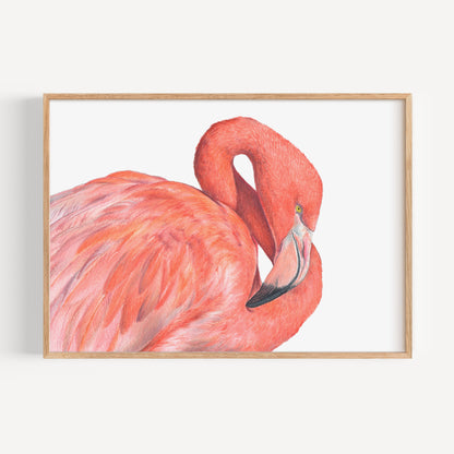 Great Flamingo Fine Art Print