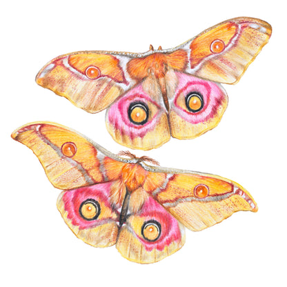 Emperor Moth's Fine Art Print