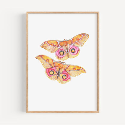 Emperor Moth's Fine Art Print