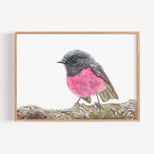 Pink Robin Fine Art Print