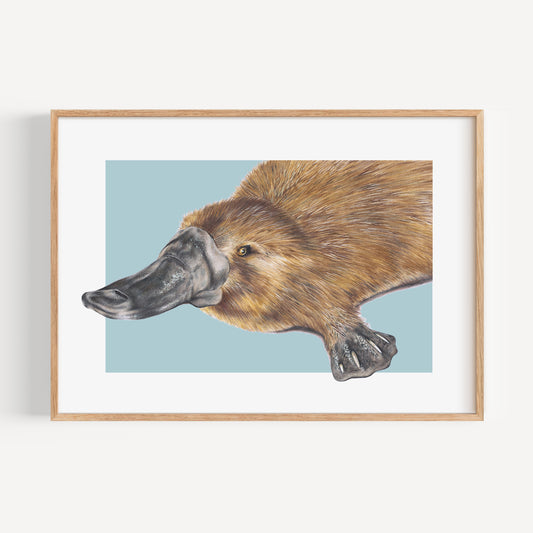 Platypus/blue Fine Art Print