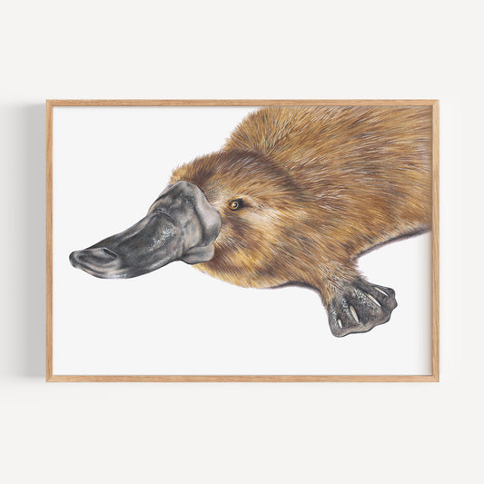 Platypus Fine Art Print