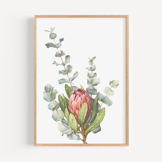 Protea/Eucalyptus Fine Art Print