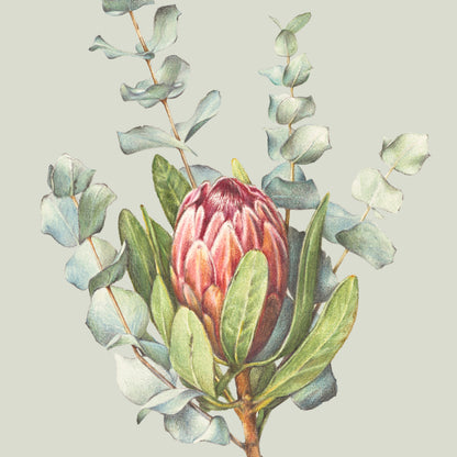 Protea/Eucalyptus Greeting Card