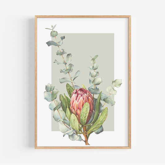 Protea/Eucalyptus/green Fine Art Print