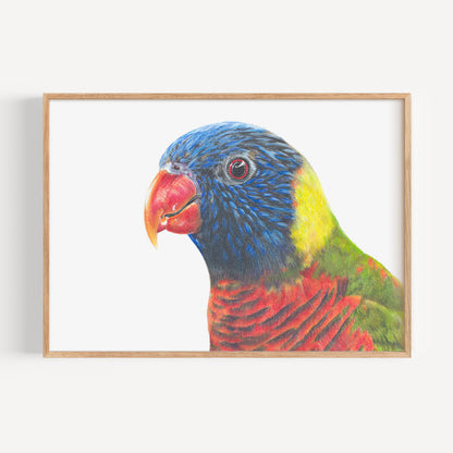 Rainbow Lorikeet Fine Art Print