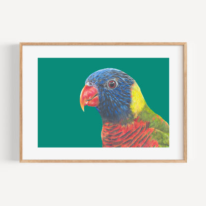 Rainbow Lorikeet/teal Fine Art Print