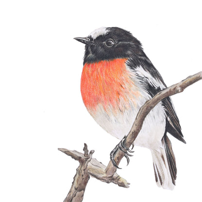 Scarlet Robin Greeting Card