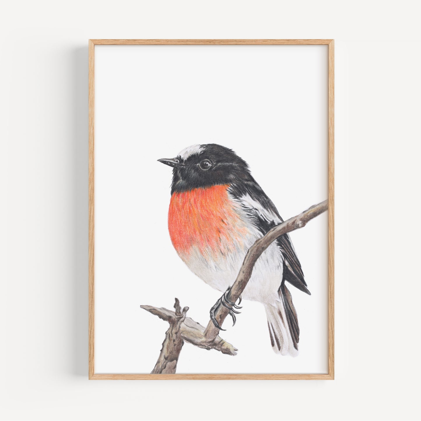 Scarlet Robin Fine Art Print