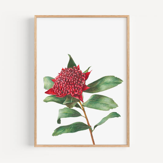 Waratah Fine Art Print