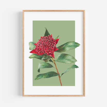 Waratah/green Fine Art Print