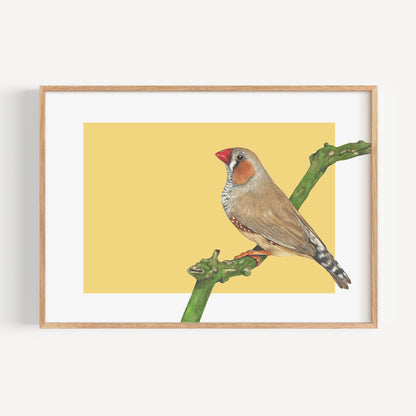 Zebra Finch/yellow Fine Art Print