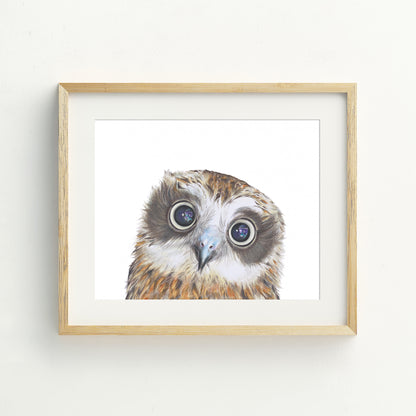 Boobook Owl Fine Art Print